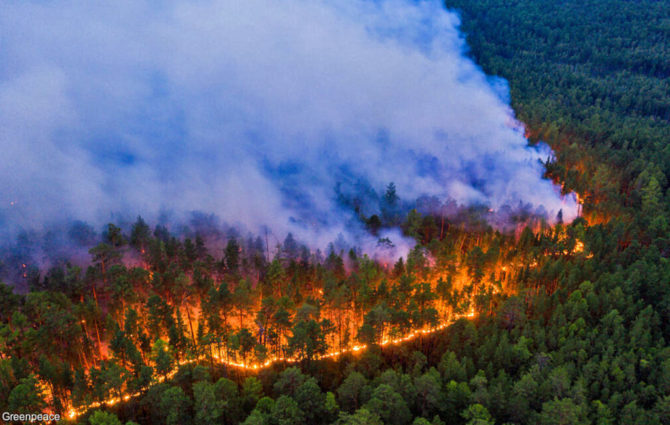На территории Соликамского лесничества лесных пожаров нет